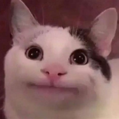 A very serious cat