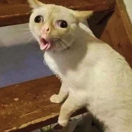 A very serious cat