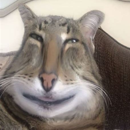 A very serious cat