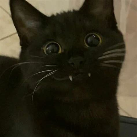 A very serious cat
