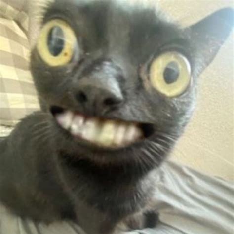 A very serious cat